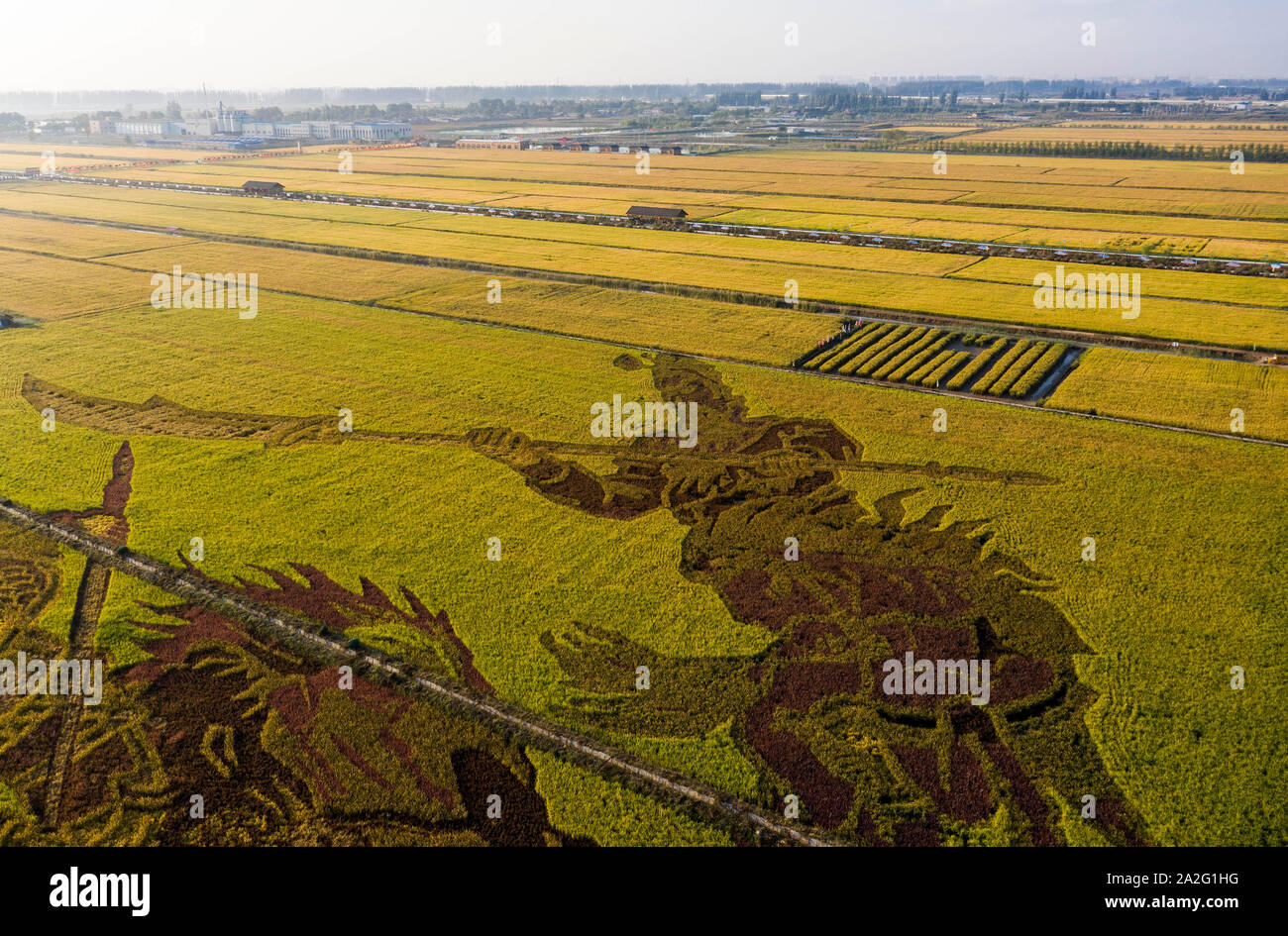 Beijing, Chine. 22 Sep, 2019. Photo aérienne prise le 22 septembre, 2019 montre les champs de paddy en comté Helan de Yinchuan City, dans le nord-ouest de la Chine, région autonome du Ningxia Hui. Credit : Feng forestiers/Xinhua/Alamy Live News Banque D'Images