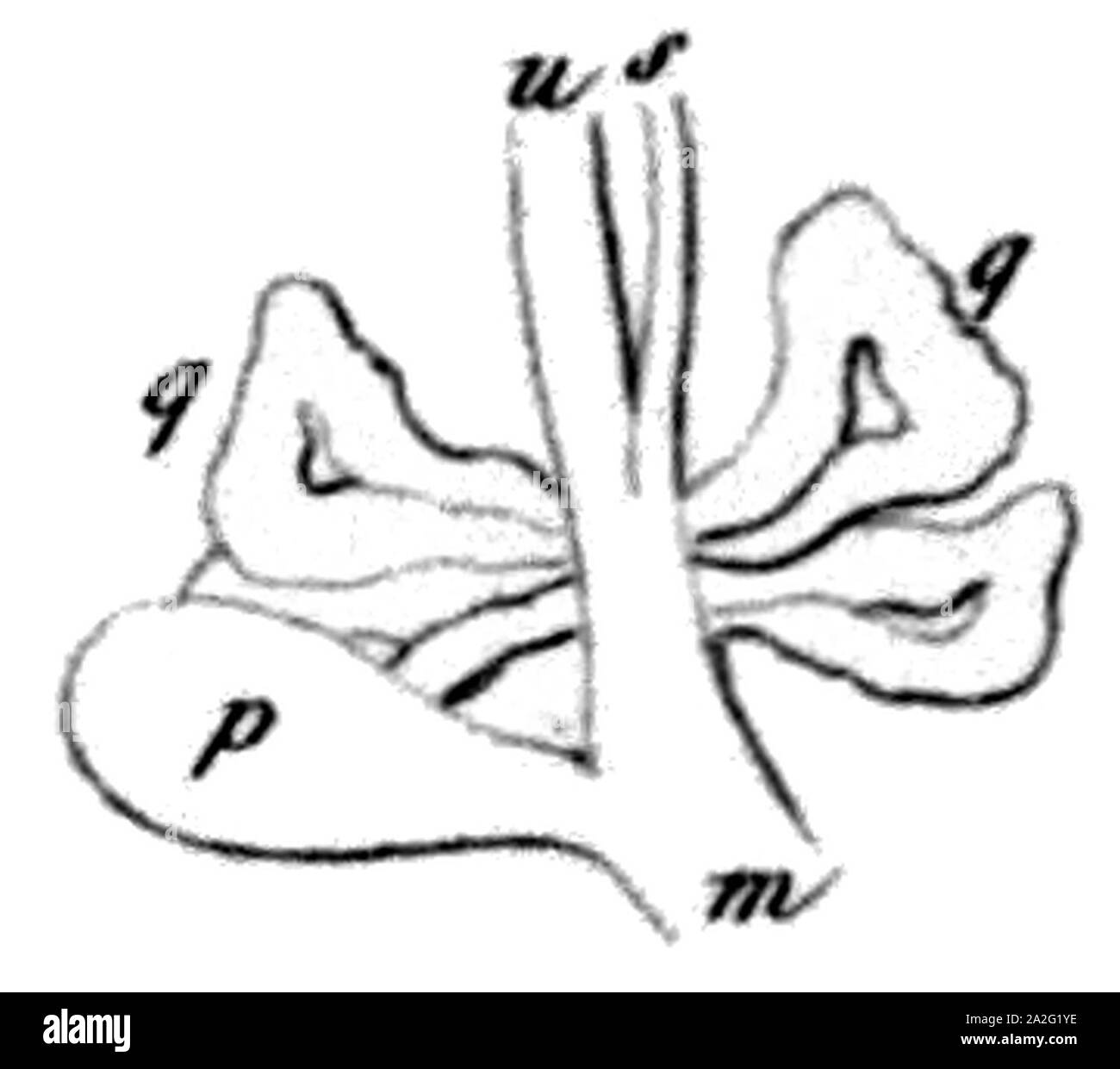 Elona Banque de photographies et d’images à haute résolution Alamy