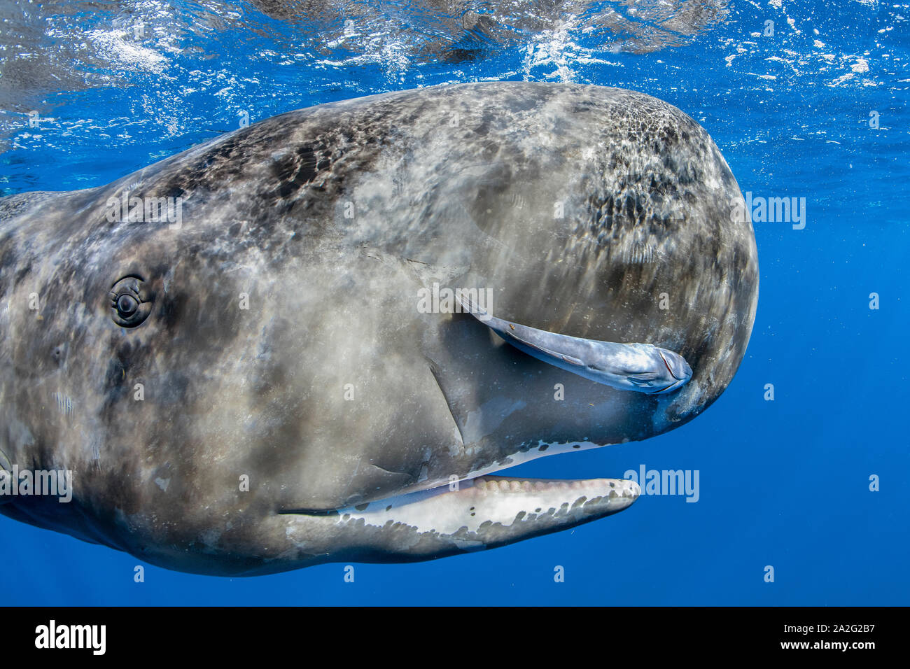 Portrait d'un cachalot, Physeter macrocephalus, le cachalot est le plus grand des baleines à dents les cachalots sont connus pour plonger à des profondeurs 1,00 Banque D'Images