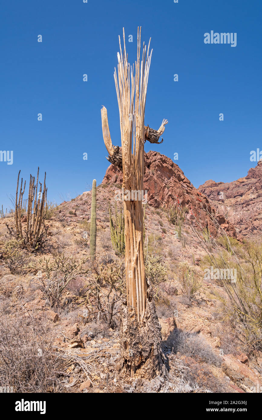 Squelette de Saguaro morte dans le désert dans la région de Organ Pipe Cactus National Monument en Arizona Banque D'Images