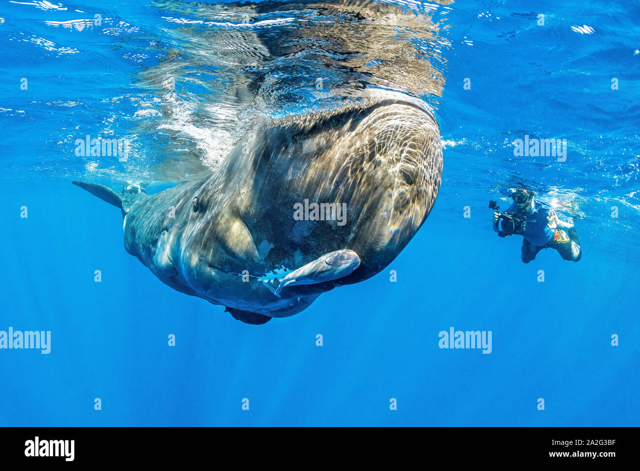 Photographe sous-marin en face d'un cachalot, Physeter macrocephalus, le cachalot est le plus grand des baleines à dents de cachalots sont connus Banque D'Images