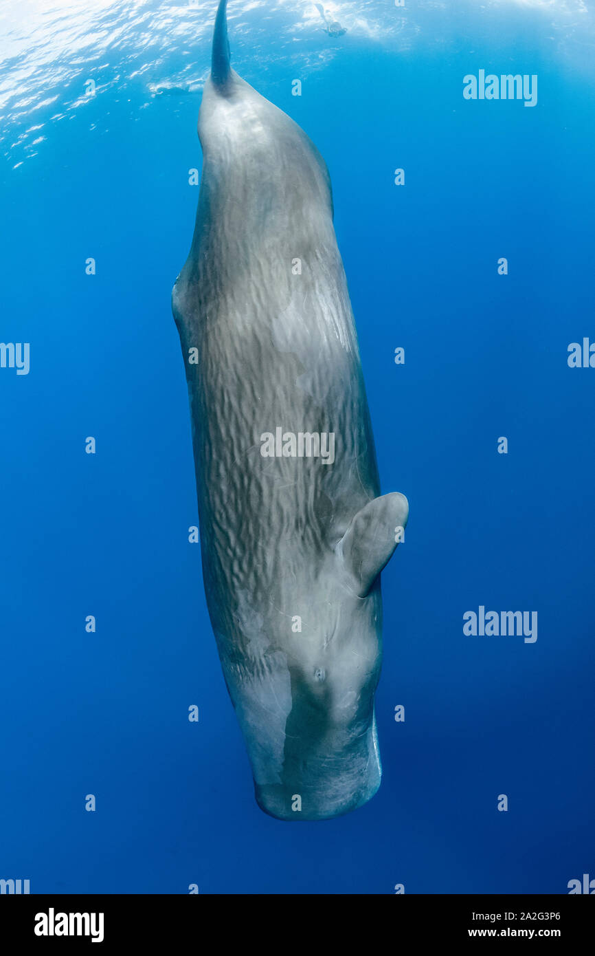 Cachalot, Physeter macrocephalus, le cachalot est le plus grand des baleines à dents les cachalots sont connus pour plonger à des profondeurs de 1 000 mètres dans le se Banque D'Images