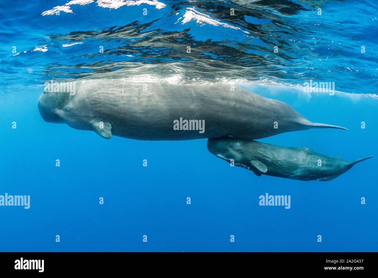 Une mère et son petit cachalot, Physeter macrocephalus, le cachalot est le plus grand des baleines à dents les cachalots sont connus pour plonger à des profondeurs Banque D'Images