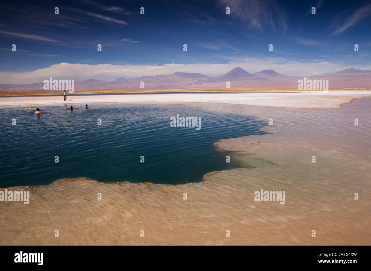 Laguna Cejar, lagune d'eau salée dans le désert d'Atacama, Salar de Atacama, San Pedro de Atacama, Chili, région d'Antofagasta. Banque D'Images