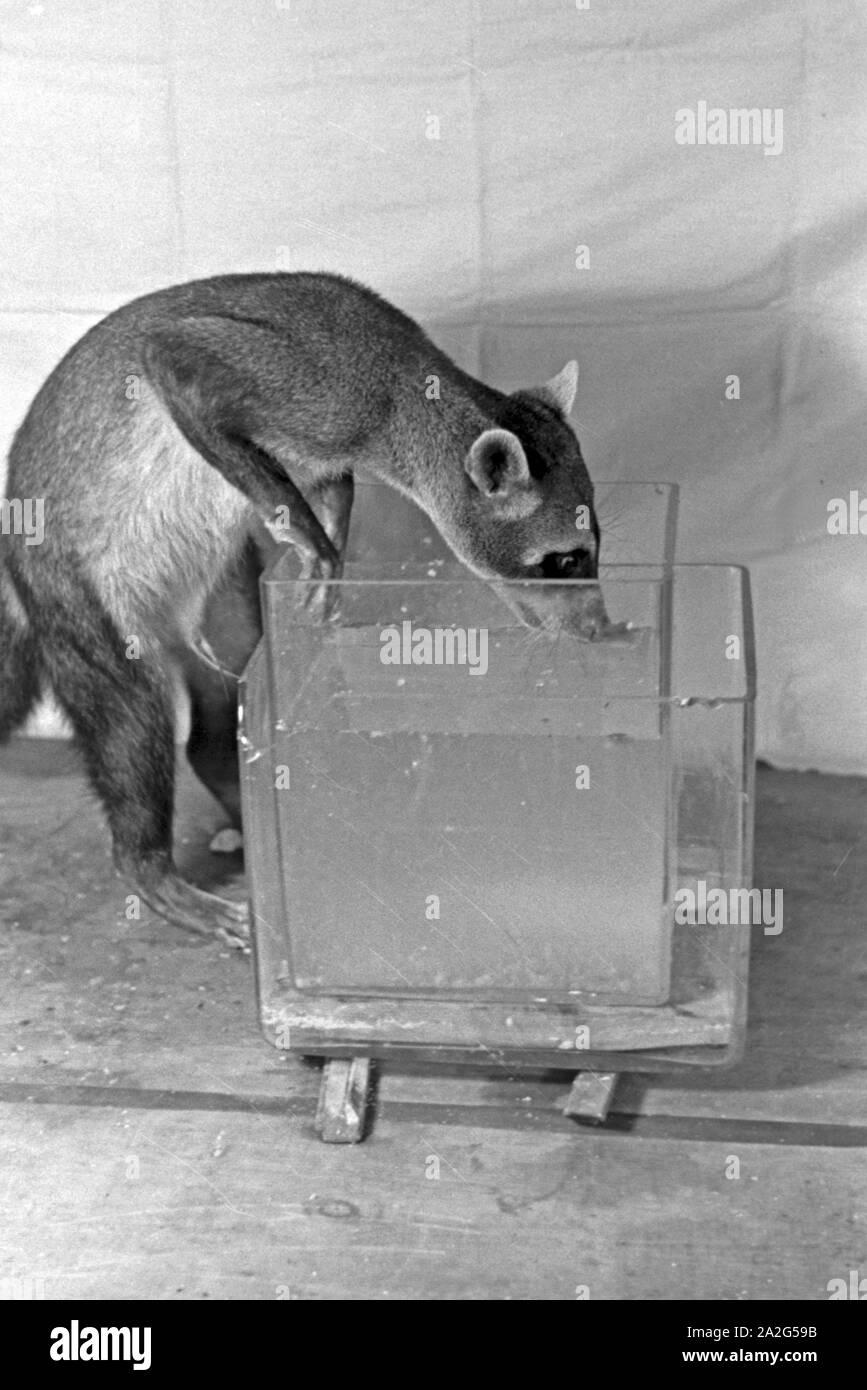 Versuchsanordnung mit einem jungen Waschbären Tierpsychologischen in Tierversuch suis Institut der Universität Wilhelms à Münster, Deutschland 1930 er Jahre. Arrangement expérimental avec un jeune raton laveur dans un expérimentation animale à l'Institut canadien de la psychologie animale de l'université Wilhelms de Münster, Allemagne 1930. Banque D'Images