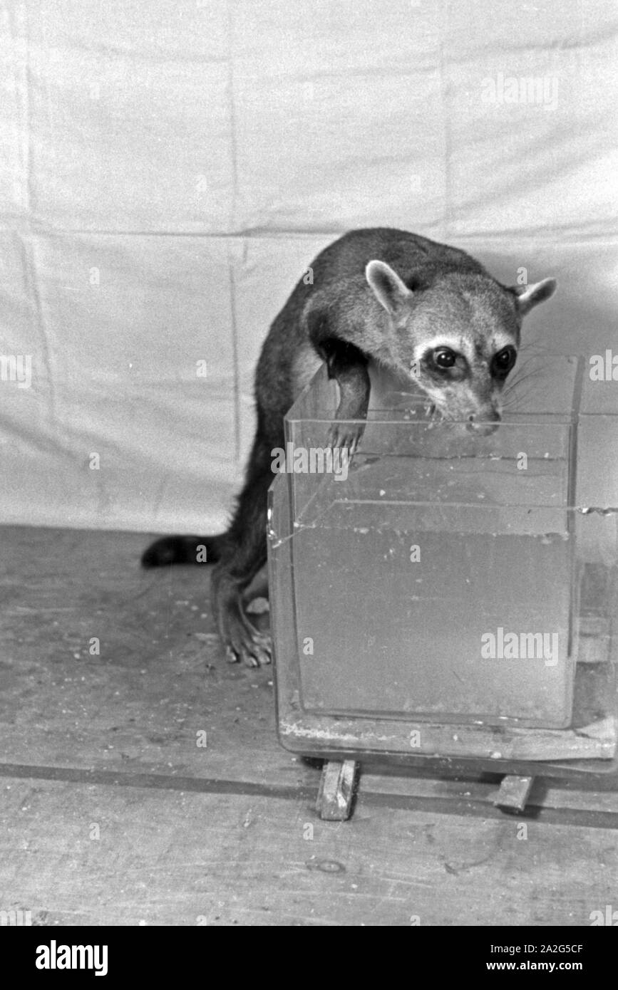 Versuchsanordnung mit einem jungen Waschbären Tierpsychologischen in Tierversuch suis Institut der Universität Wilhelms à Münster, Deutschland 1930 er Jahre. Arrangement expérimental avec un jeune raton laveur dans un expérimentation animale à l'Institut canadien de la psychologie animale de l'université Wilhelms de Münster, Allemagne 1930. Banque D'Images