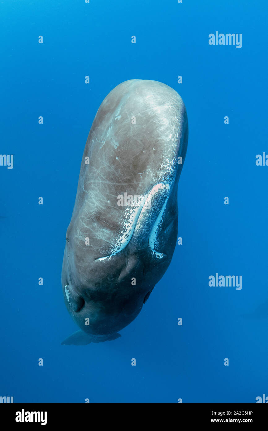 Cachalot, Physeter macrocephalus, le cachalot est le plus grand des baleines à dents les cachalots sont connus pour plonger à des profondeurs de 1 000 mètres dans le se Banque D'Images