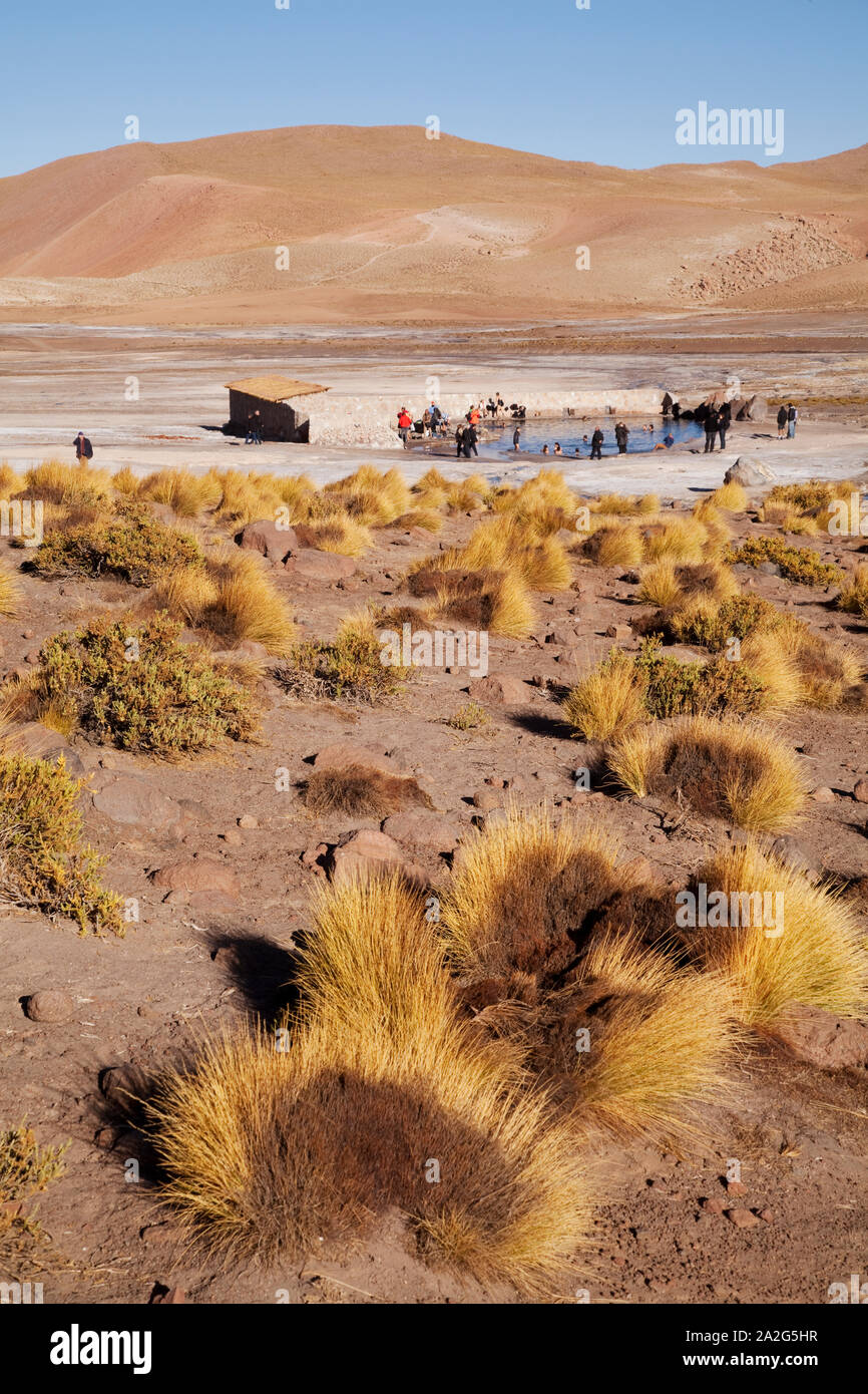 Hot spring en paysage de l'altiplano, El Tatio geysers, Atacama, Chili. Banque D'Images
