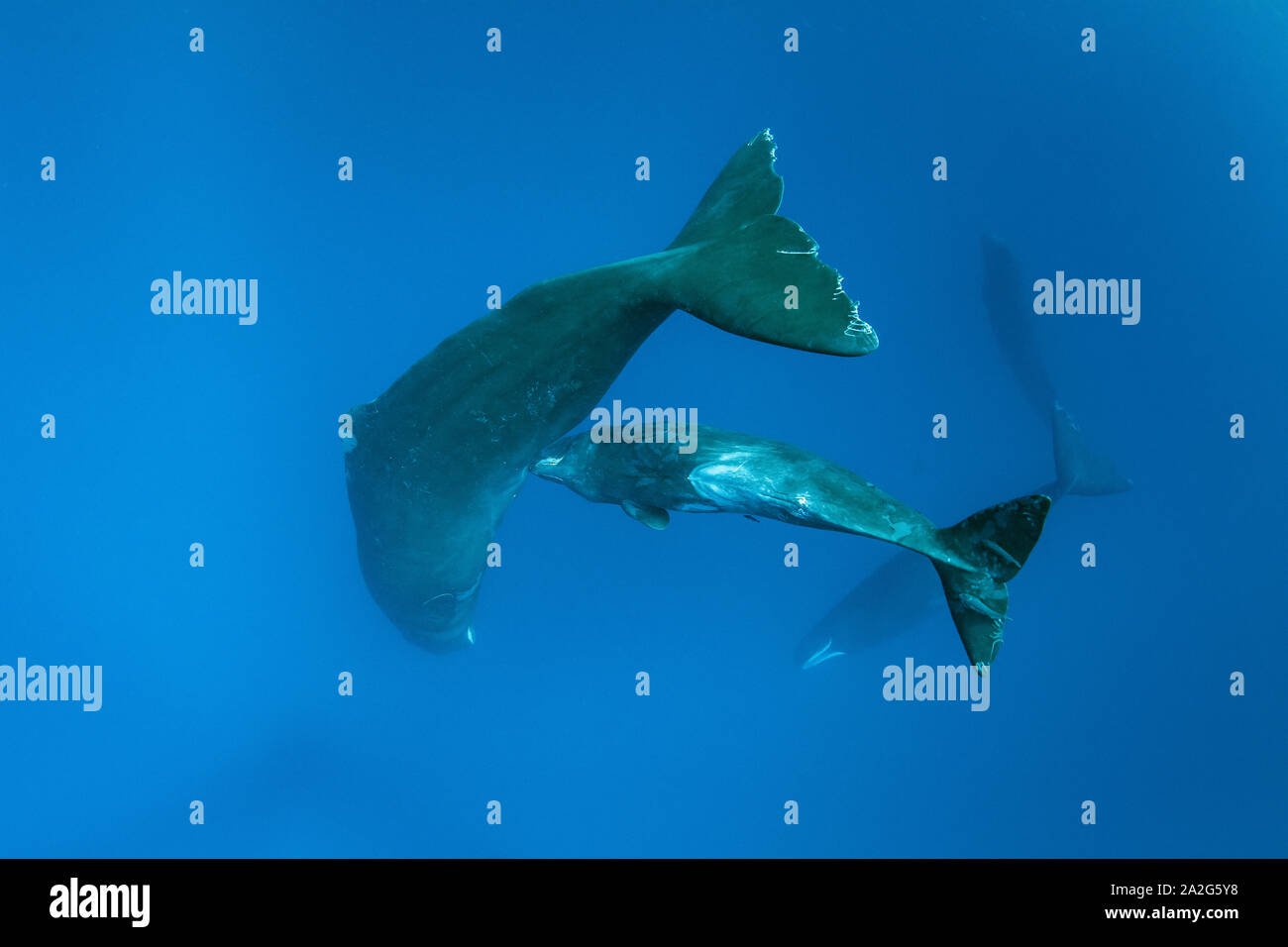 Un veau cachalot, Physeter macrocephalus, essaie d'obtenir du lait de la mère, le cachalot est le plus grand des baleines à dents sperme wha Banque D'Images