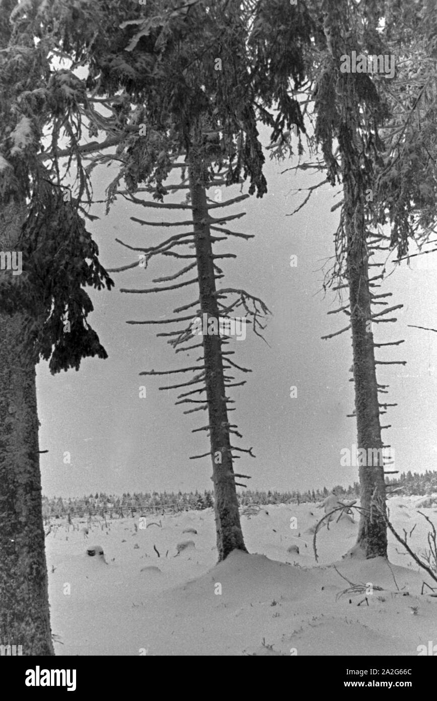 Eingeschneite Bäume in einer Winterlandschaft, Deutschland 1930 er Jahre. Par la neige des arbres dans un pays merveilleux de l'hiver, l'Allemagne des années 1930. Banque D'Images