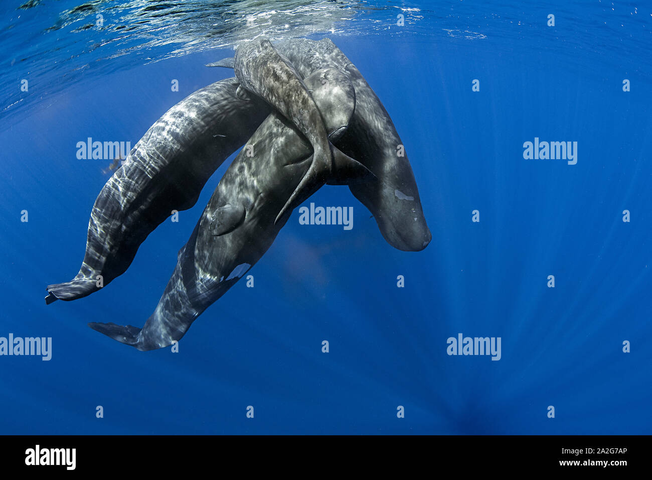 Pod de cachalot, Physeter macrocephalus, socialiser sous la surface, le cachalot est le plus grand des baleines à dents de cachalots sont connus Banque D'Images