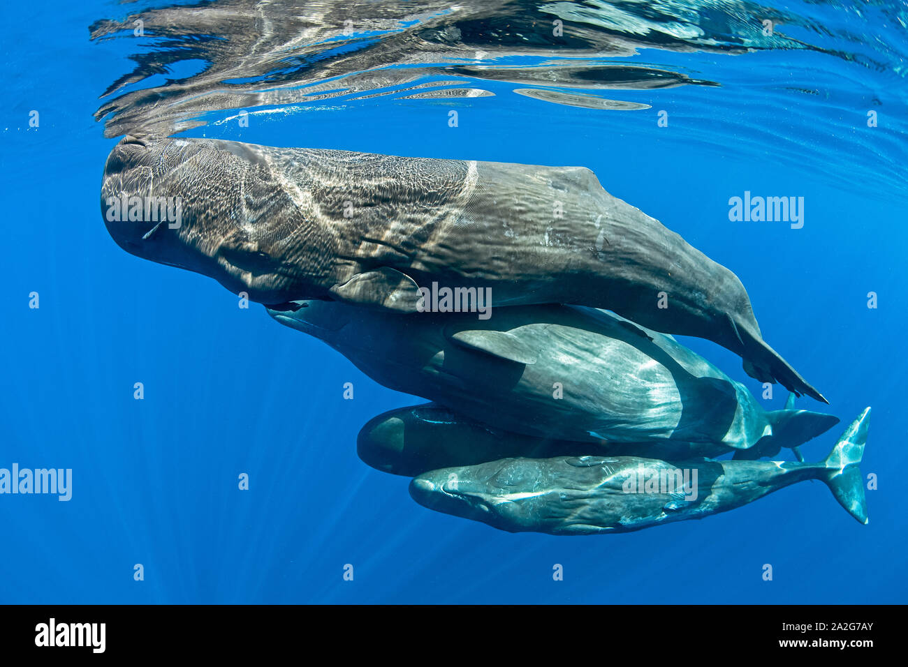 Pod de cachalot, Physeter macrocephalus, le cachalot est le plus grand des baleines à dents les cachalots sont connus pour plonger à des profondeurs de 1 000 mètres Banque D'Images