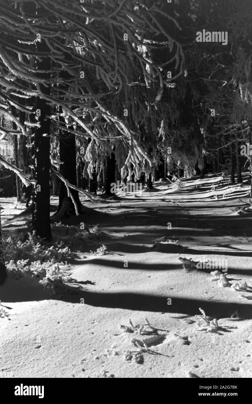 Zugeschneite Wälder rund um Oberhof en Thuringe, Deutschland 1930 er Jahre. A neigé dans les bois et forêts autour de Saverne en Thuringe, Allemagne 1930. Banque D'Images