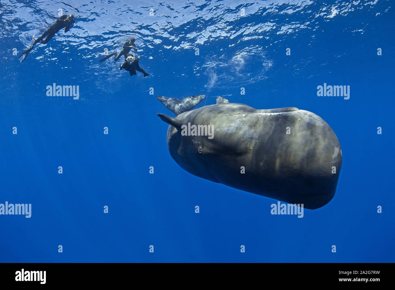 Les plongeurs libres de natation et de photographier un veau cachalot, Physeter macrocephalus, le cachalot est le plus grand des baleines à dents les cachalots sont Banque D'Images