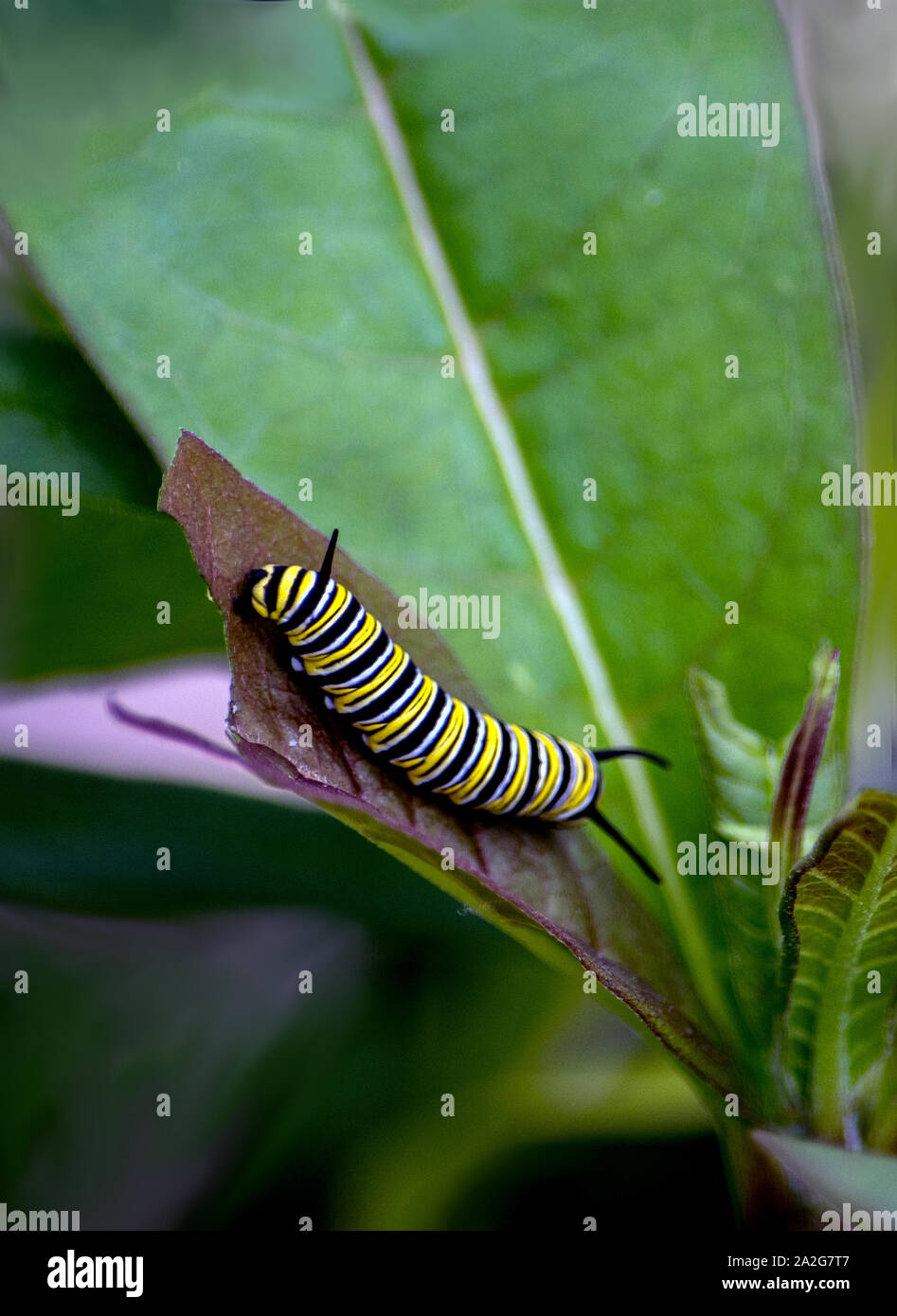 Caterpillar colorés de manger une feuille, prêt à construire un cocon et devenir un papillon monarque Banque D'Images