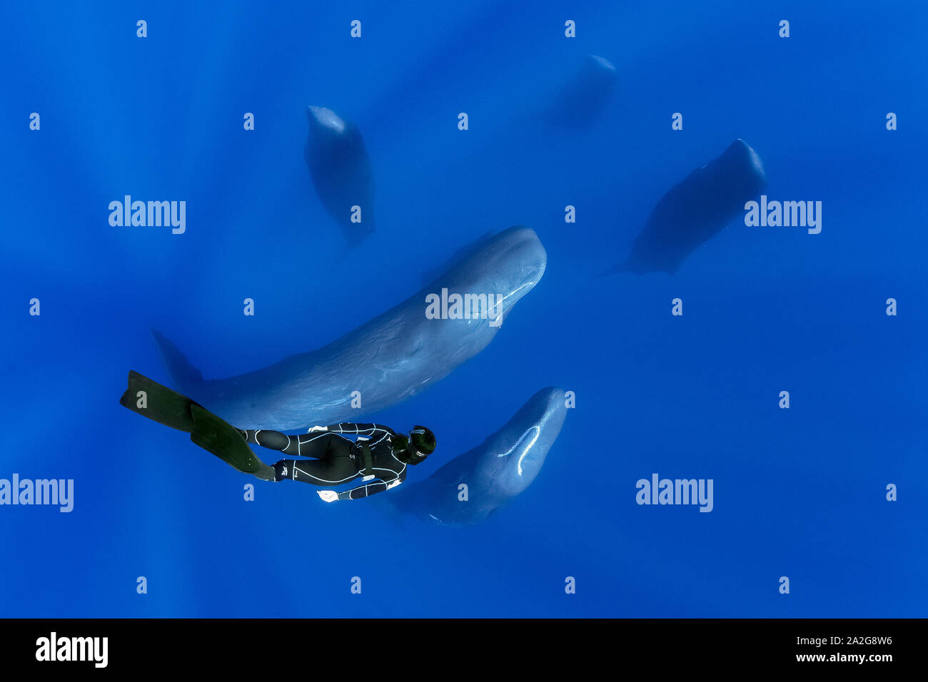 Cachalot, Physeter macrocephalus, pod, dormir, socialisation, Suspendu verticalement au milieu de l'eau, Dominique, de la mer des Caraïbes, Océan Atlantique, photo tak Banque D'Images