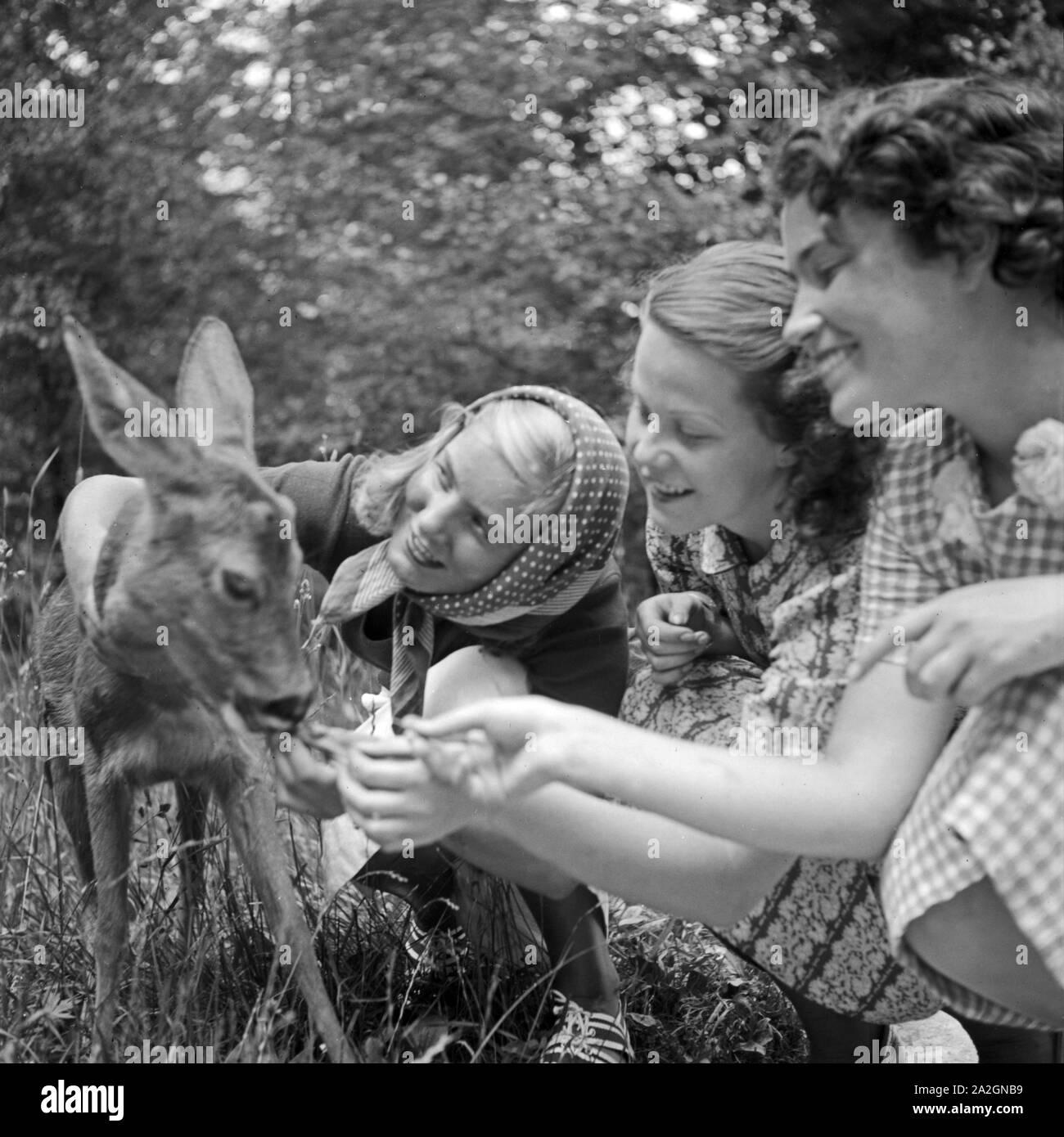 Drei junge Frauen im Zoo streicheln ein kleines Reh, Deutschland 1930 er Jahre. Trois jeunes femmes se caressant un chevreuil au zoo, Allemagne 1930. Banque D'Images