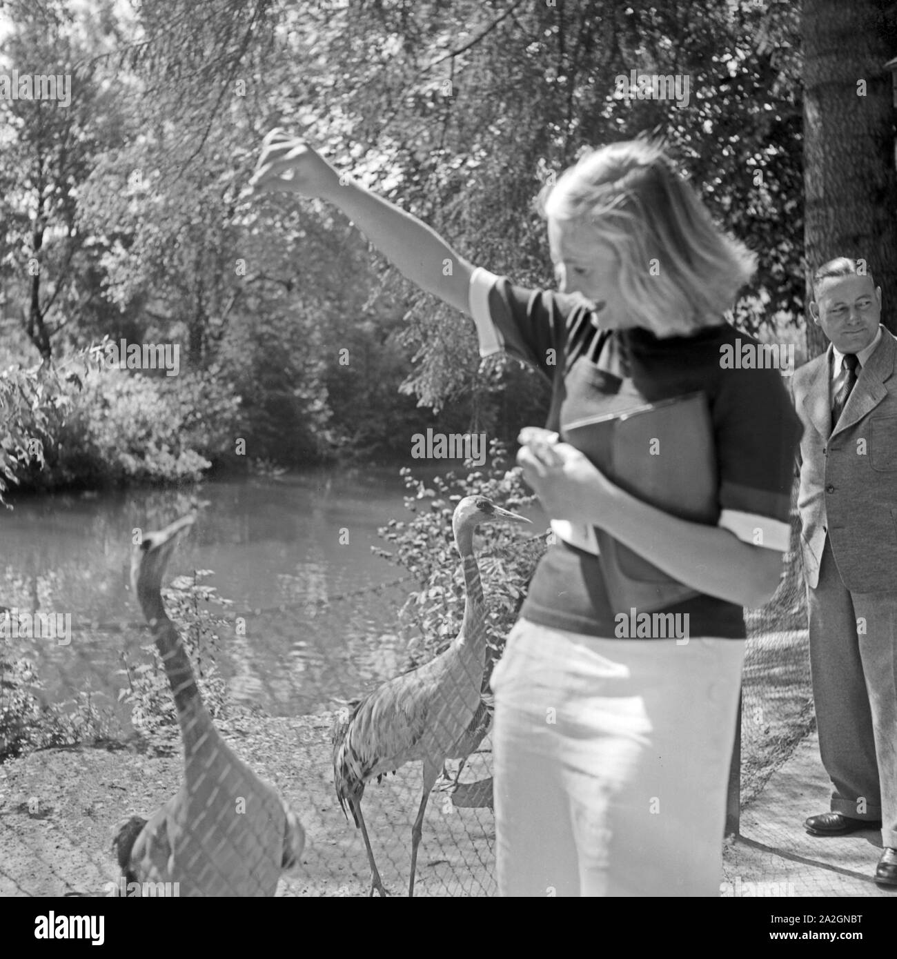 Eine junge Frau im Zoo füttert einen Reiher, Deutschland 1930er Jahre. Une jeune femme à l'alimentation des jardins zoologiques une aigrette, Allemagne 1930. Banque D'Images