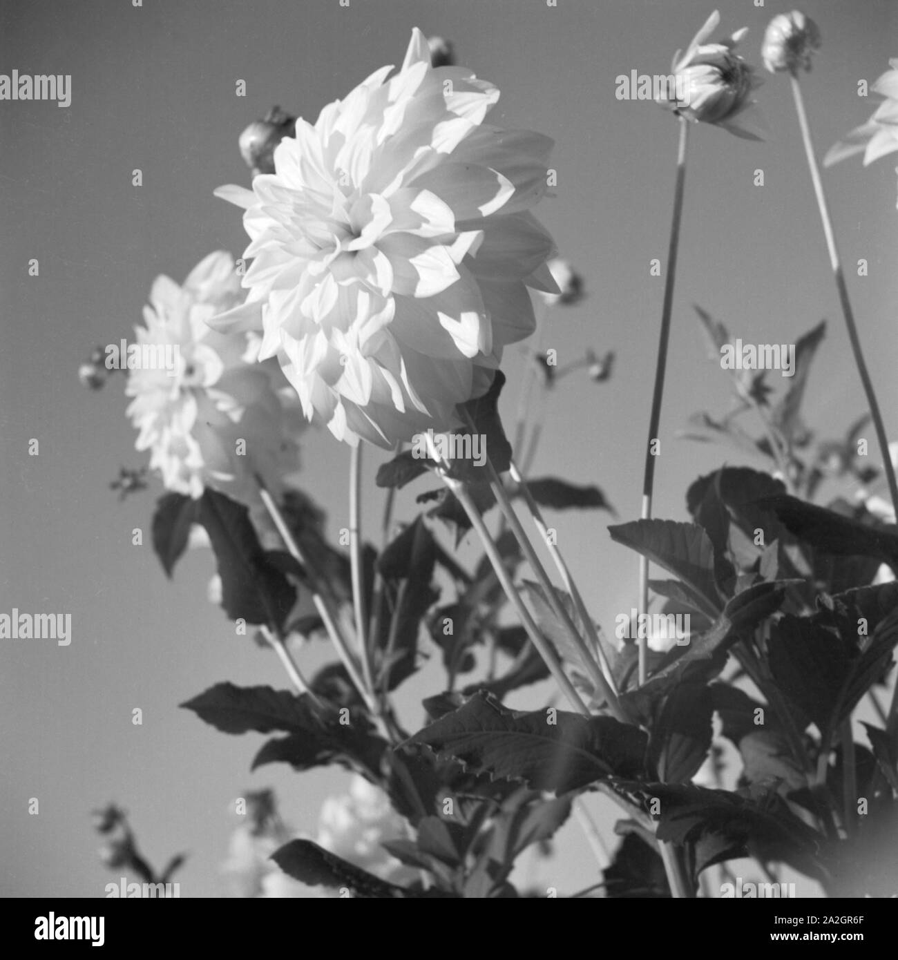 Blumen in einem Park à München, Deutschland 1930er Jahre. Fleurs à un jardin public à Munich, Allemagne 1930. Banque D'Images