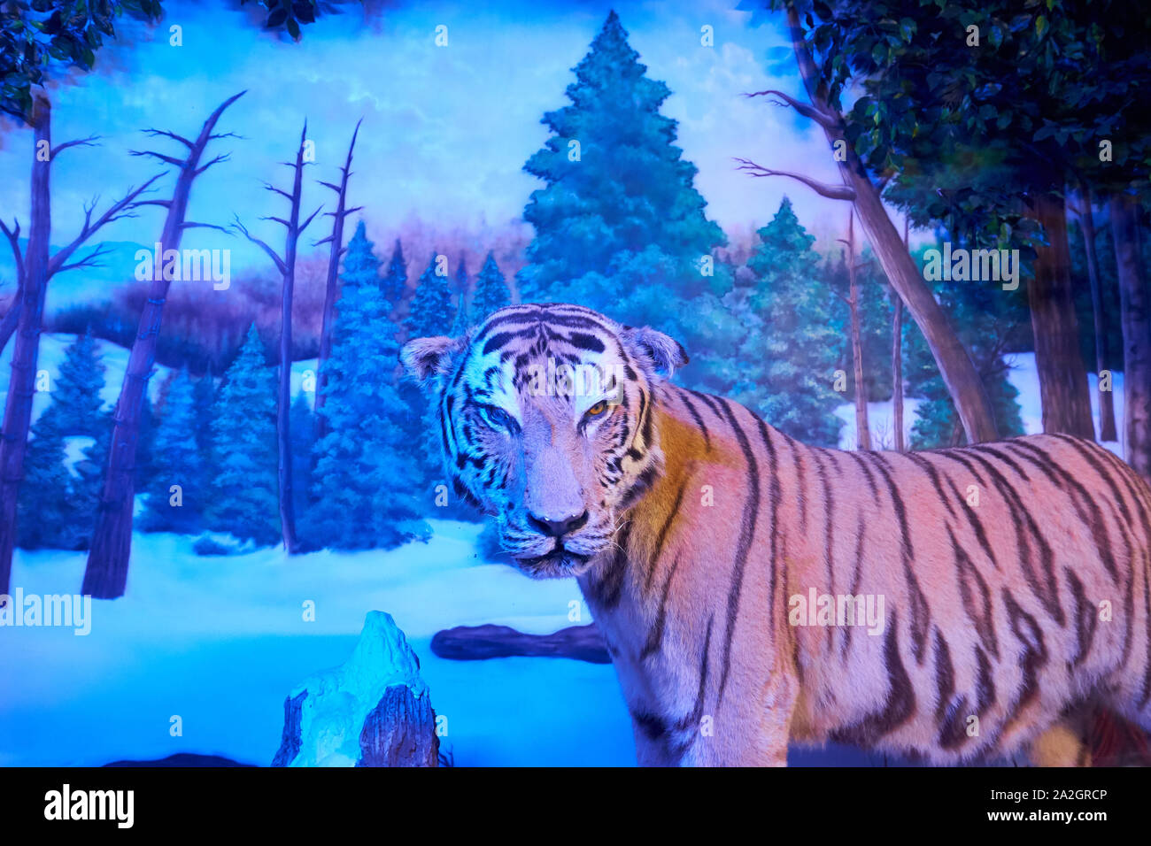 Un exemple d'un tigre de Sibérie dans la neige dans un diorama de taxidermie au Musée d'Histoire Naturelle de Satwa dans Batu Ville, en Indonésie. Banque D'Images