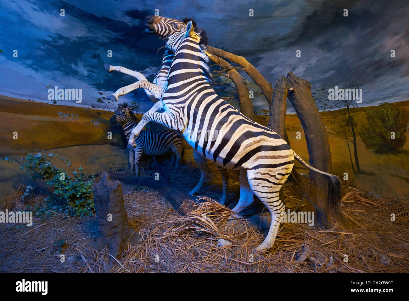 Un exemple de zèbres dans un diorama de taxidermie au Musée d'Histoire Naturelle de Satwa dans Batu Ville, en Indonésie. Banque D'Images