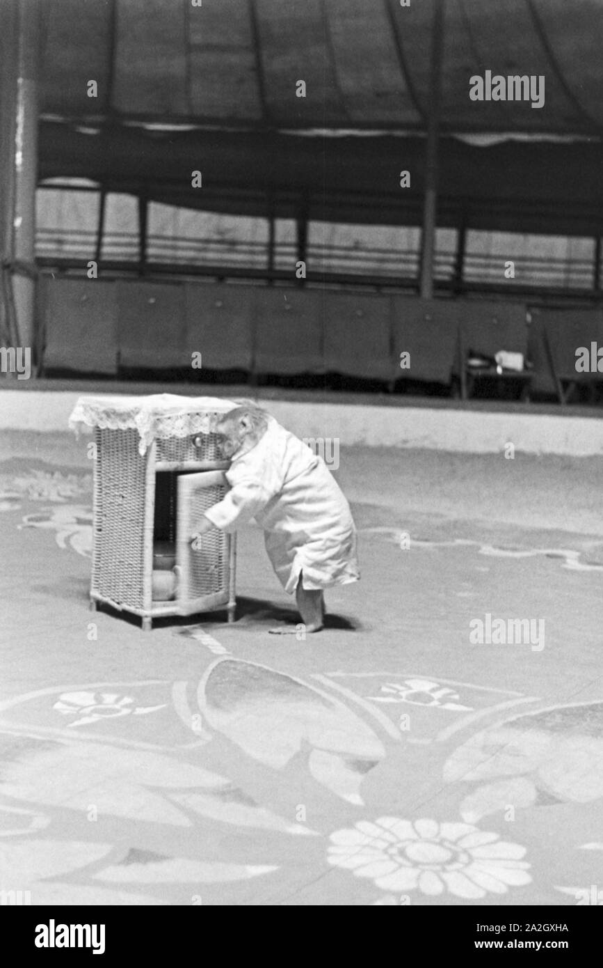 Ein Affe in der Manege einem Karlsbader Zirkus, Deutsches Reich 1930er Jahre. Un singe dans le cirque dans un cirque à Karlsbad, Allemagne 1930. Banque D'Images