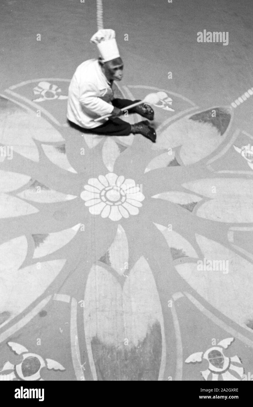 Ein Affe in der Manege einem Karlsbader Zirkus, Deutsches Reich 1930er Jahre. Un singe dans le cirque dans un cirque à Karlsbad, Allemagne 1930. Banque D'Images