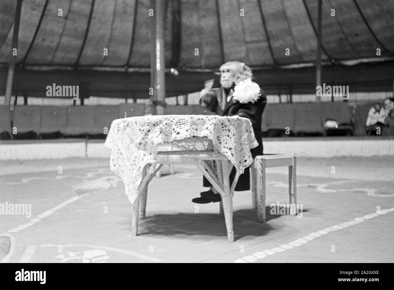 Ein Affe in der Manege einem Karlsbader Zirkus, Deutsches Reich 1930er Jahre. Un singe dans le cirque dans un cirque à Karlsbad, Allemagne 1930. Banque D'Images