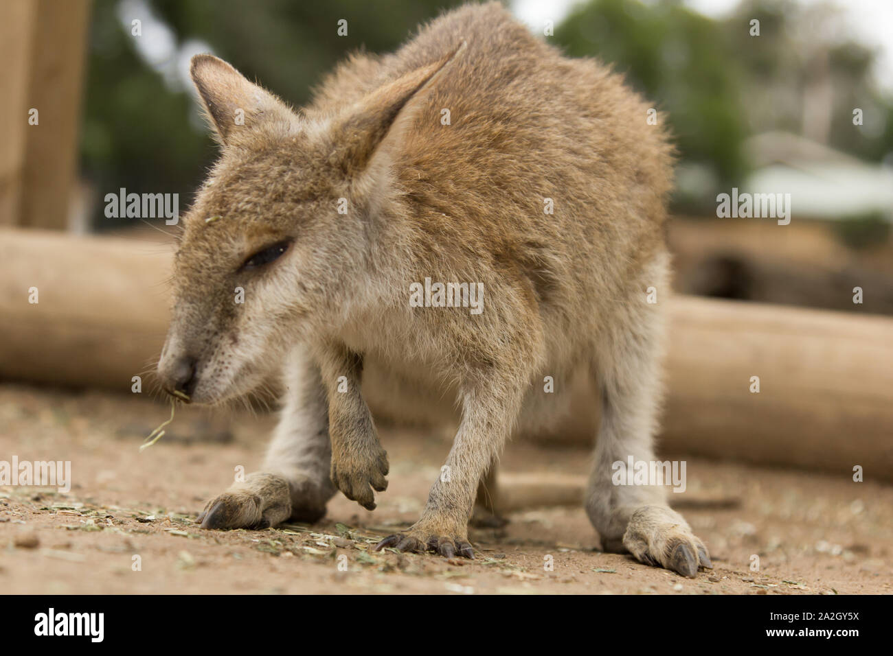 Photo de petit bébé kangoroo. Banque D'Images