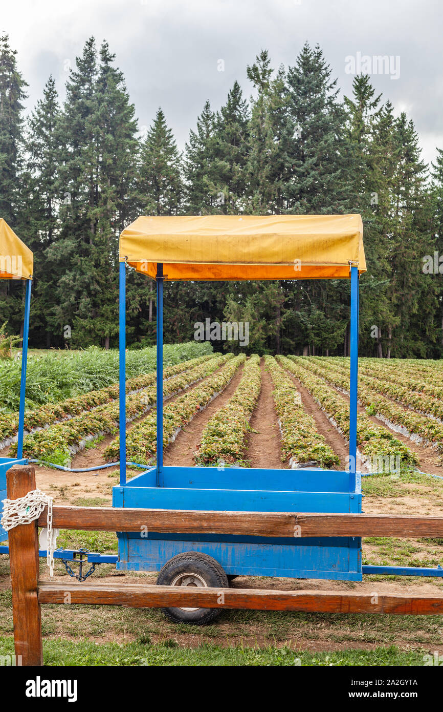 La ville de Langley, CANADA - LE 10 AOÛT 2019 : KRAUSE BERRY FARMS AND ESTATE WINERY populaires pour passer des week-end en famille Banque D'Images