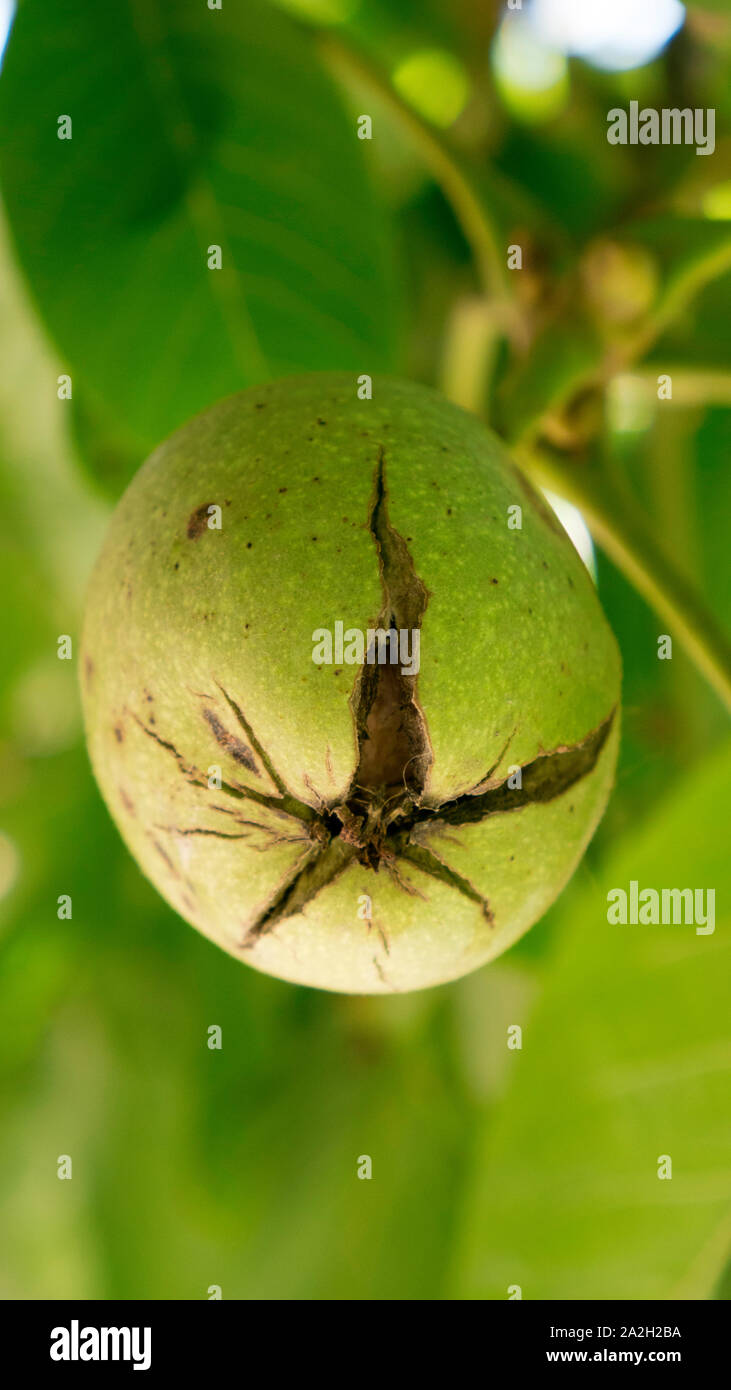 Cerneaux de noix verte accrocher sur une branche. Les noix mûres d'un noyer. Les feuilles vertes et les cerneaux de noix. Fruits d'une noix. Banque D'Images