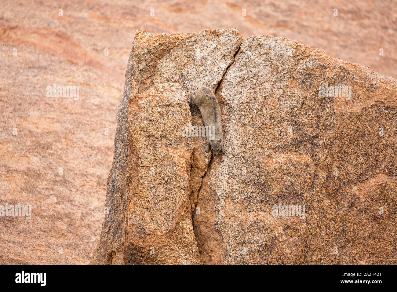 Dassie descendre une crevasse, Erongo, Namibie, Afrique Banque D'Images