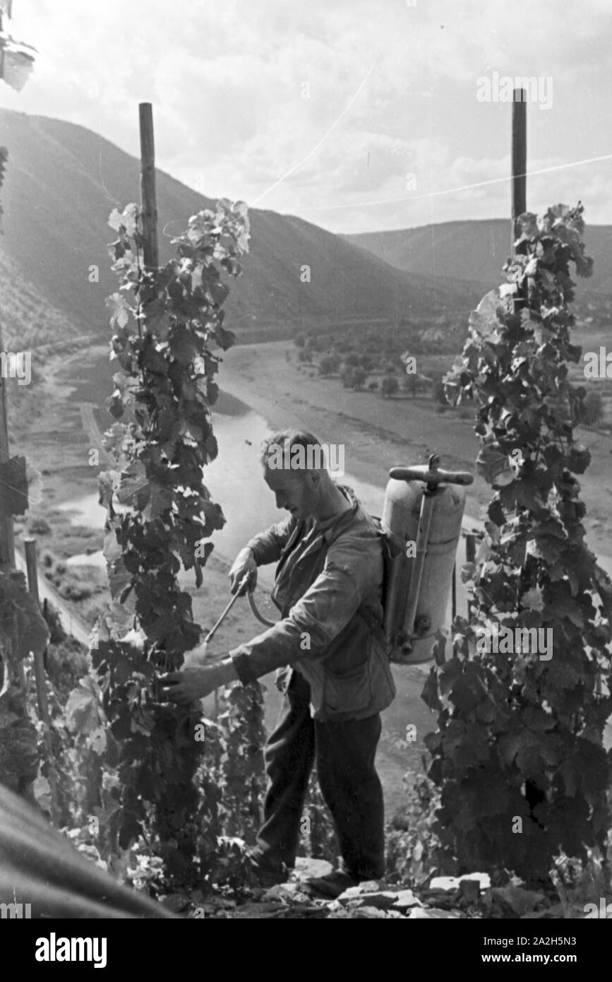 Winzer aus Beilstein bei der Arbeit im Weinberg, Deutschland 1930 er Jahre. Vigneron au travail dans le vignoble hnis près de Beilstein, Allemagne 1930. Banque D'Images
