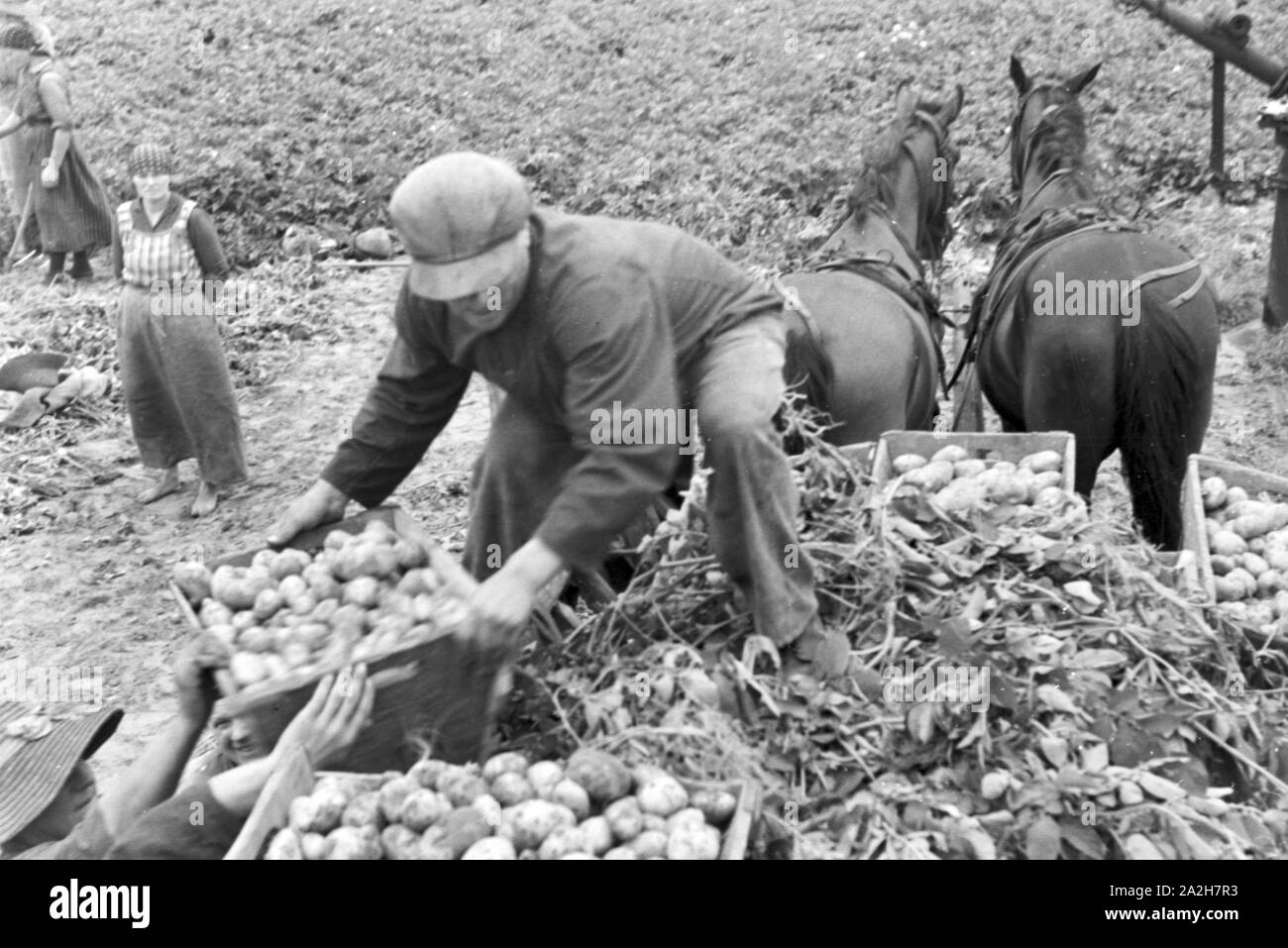 Eine im Regenanlage Kartoffelacker landwirtschaftlichen Einsatz bei einem 1930er Jahre, Deutschland. Un système de gicleurs dans son usage agricole à un champ de pommes de terre, de l'Allemagne des années 1930. Banque D'Images