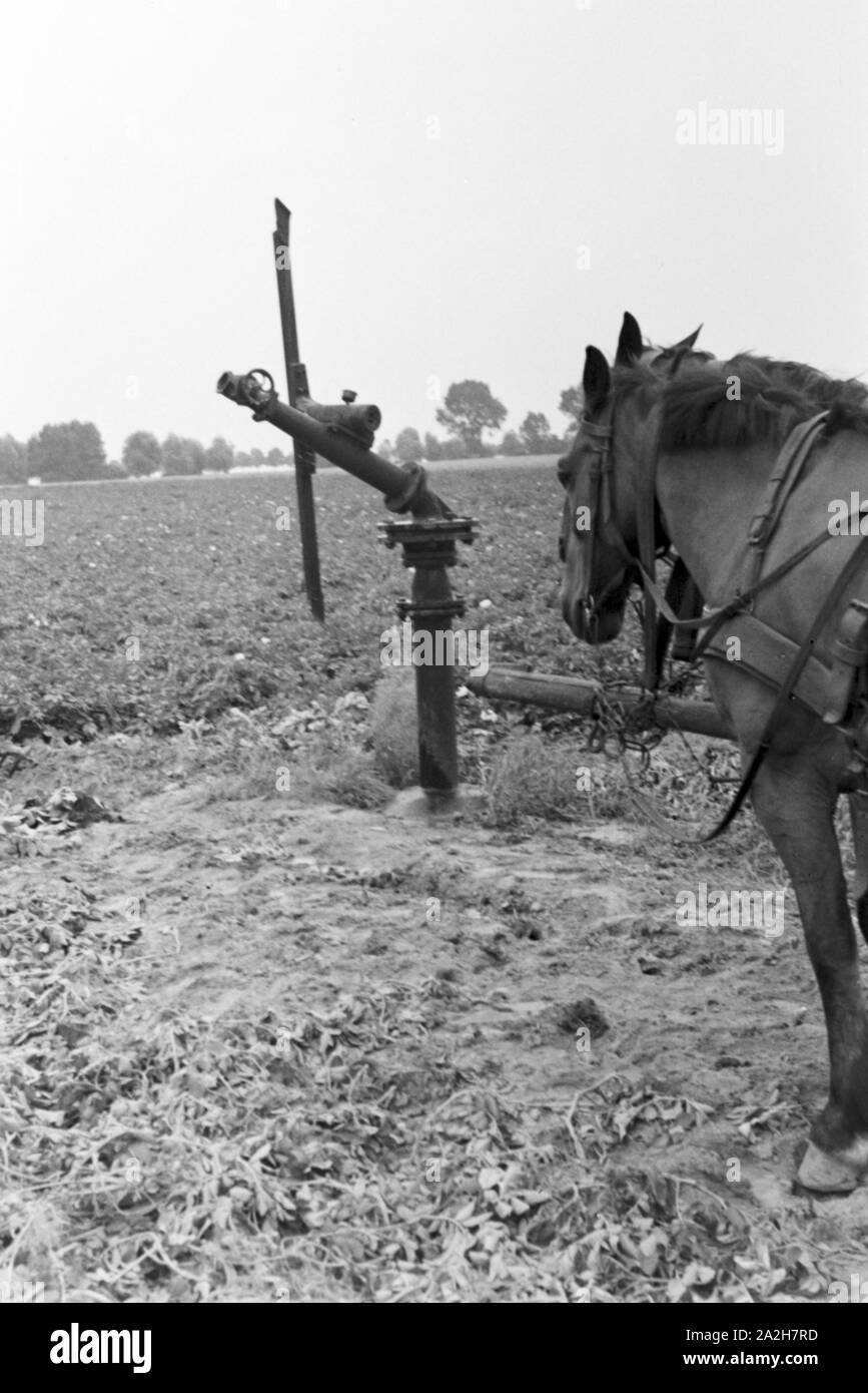 Eine im Regenanlage Kartoffelacker landwirtschaftlichen Einsatz bei einem 1930er Jahre, Deutschland. Un système de gicleurs dans son usage agricole à un champ de pommes de terre, de l'Allemagne des années 1930. Banque D'Images