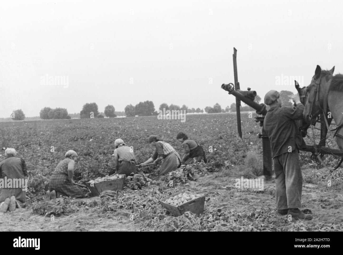 Eine im Regenanlage Kartoffelacker landwirtschaftlichen Einsatz bei einem 1930er Jahre, Deutschland. Un système de gicleurs dans son usage agricole à un champ de pommes de terre, de l'Allemagne des années 1930. Banque D'Images
