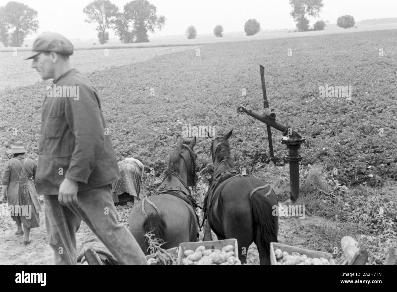 Eine im Regenanlage Kartoffelacker landwirtschaftlichen Einsatz bei einem 1930er Jahre, Deutschland. Un système de gicleurs dans son usage agricole à un champ de pommes de terre, de l'Allemagne des années 1930. Banque D'Images