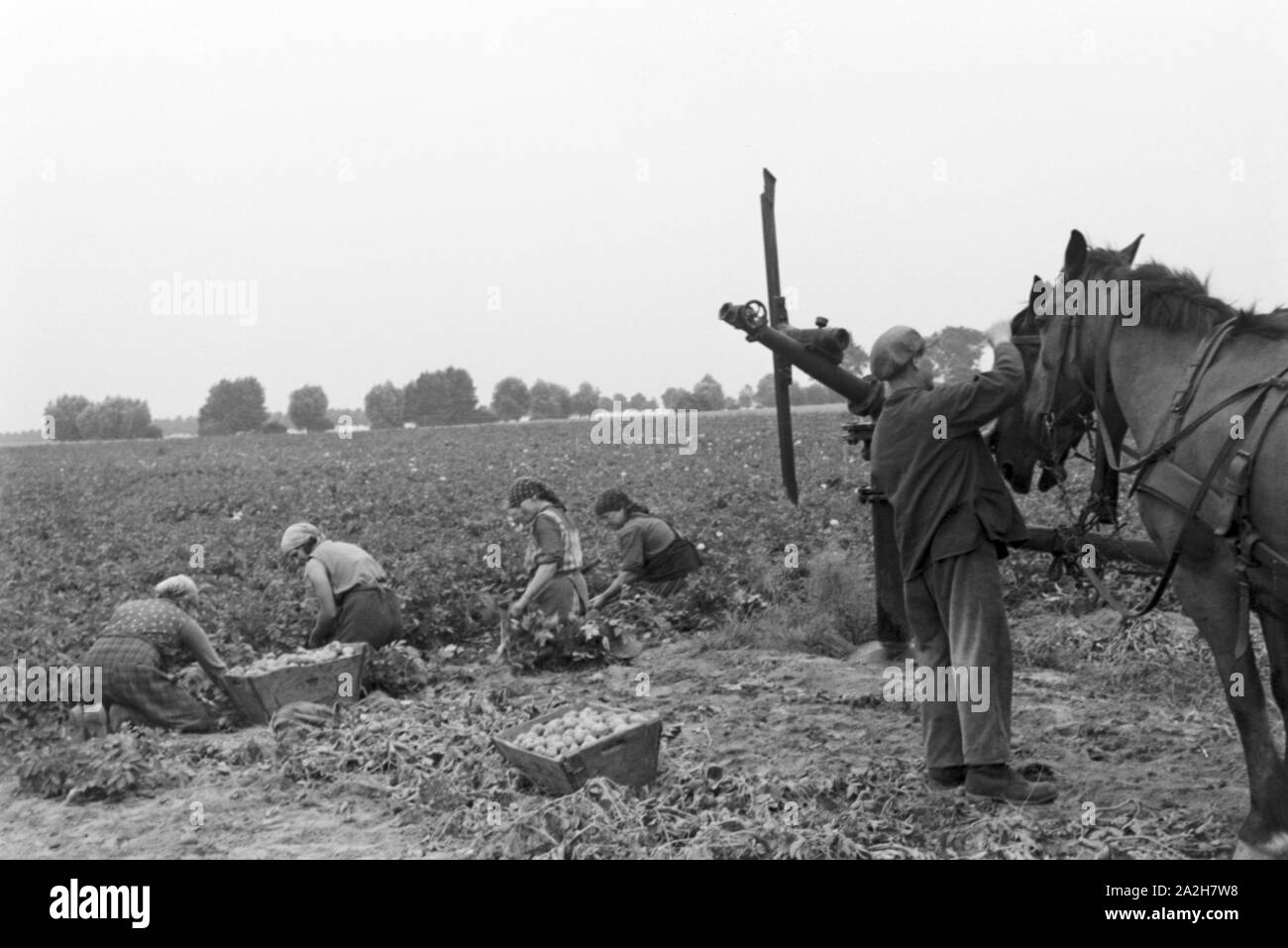 Eine im Regenanlage Kartoffelacker landwirtschaftlichen Einsatz bei einem 1930er Jahre, Deutschland. Un système de gicleurs dans son usage agricole à un champ de pommes de terre, de l'Allemagne des années 1930. Banque D'Images