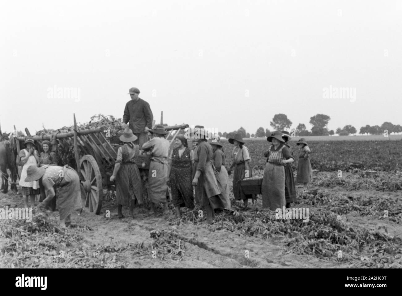 Eine im Regenanlage Kartoffelacker landwirtschaftlichen Einsatz bei einem 1930er Jahre, Deutschland. Un système de gicleurs dans son usage agricole à un champ de pommes de terre, de l'Allemagne des années 1930. Banque D'Images