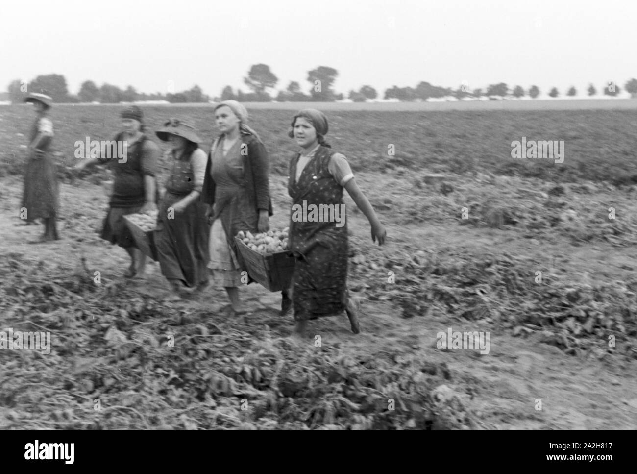 Eine im Regenanlage Kartoffelacker landwirtschaftlichen Einsatz bei einem 1930er Jahre, Deutschland. Un système de gicleurs dans son usage agricole à un champ de pommes de terre, de l'Allemagne des années 1930. Banque D'Images