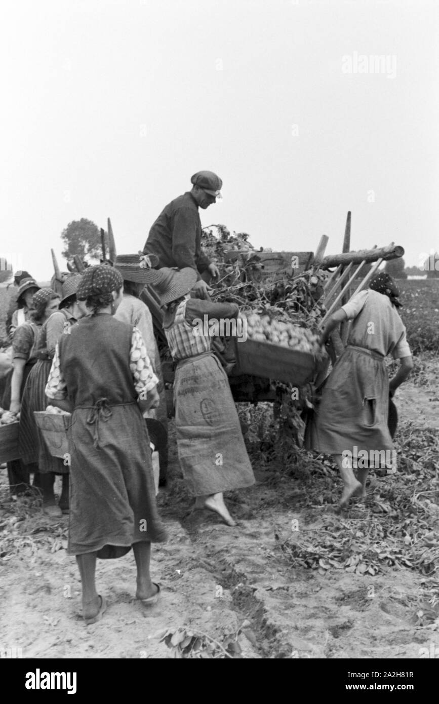 Eine im Regenanlage Kartoffelacker landwirtschaftlichen Einsatz bei einem 1930er Jahre, Deutschland. Un système de gicleurs dans son usage agricole à un champ de pommes de terre, de l'Allemagne des années 1930. Banque D'Images