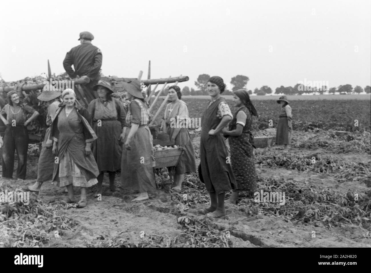 Eine im Regenanlage Kartoffelacker landwirtschaftlichen Einsatz bei einem 1930er Jahre, Deutschland. Un système de gicleurs dans son usage agricole à un champ de pommes de terre, de l'Allemagne des années 1930. Banque D'Images