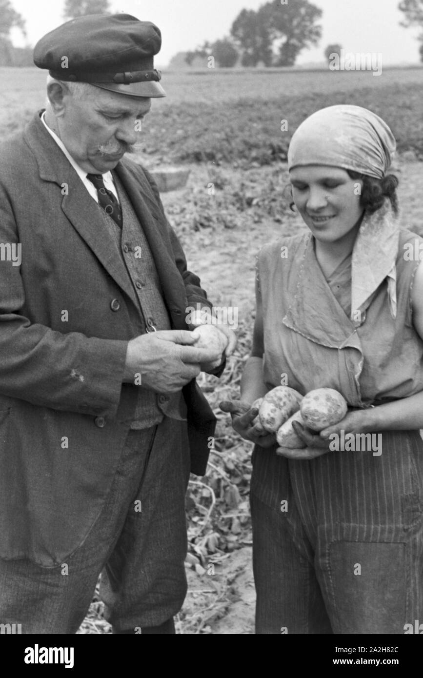 Eine im Regenanlage Kartoffelacker landwirtschaftlichen Einsatz bei einem 1930er Jahre, Deutschland. Un système de gicleurs dans son usage agricole à un champ de pommes de terre, de l'Allemagne des années 1930. Banque D'Images