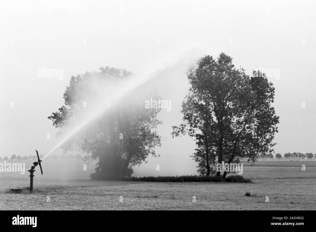 Eine im Regenanlage Kartoffelacker landwirtschaftlichen Einsatz bei einem 1930er Jahre, Deutschland. Un système de gicleurs dans son usage agricole à un champ de pommes de terre, de l'Allemagne des années 1930. Banque D'Images