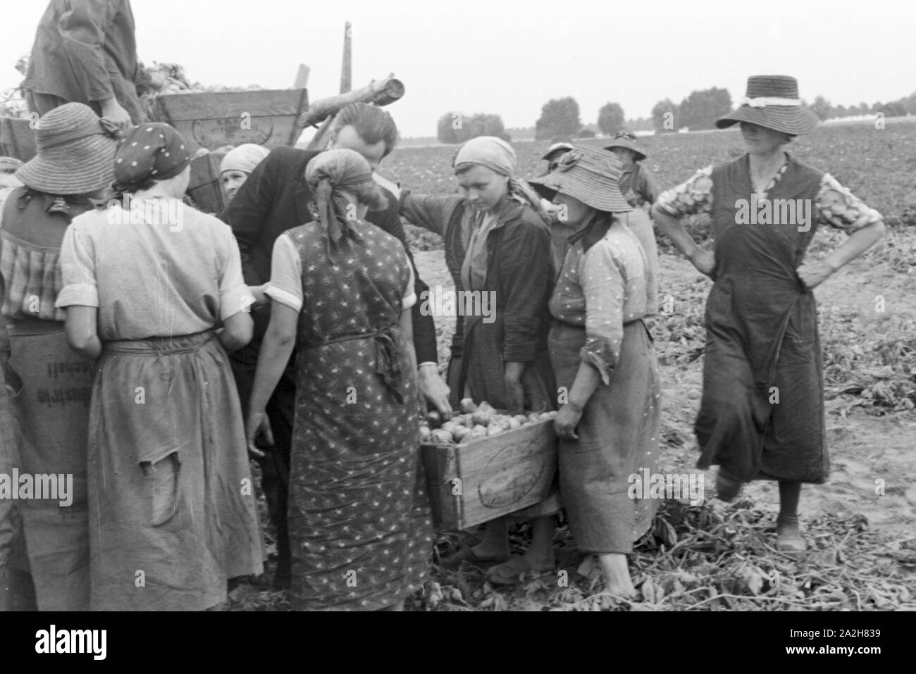 Eine im Regenanlage Kartoffelacker landwirtschaftlichen Einsatz bei einem 1930er Jahre, Deutschland. Un système de gicleurs dans son usage agricole à un champ de pommes de terre, de l'Allemagne des années 1930. Banque D'Images