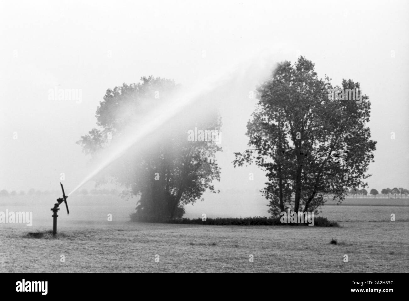 Eine im Regenanlage Kartoffelacker landwirtschaftlichen Einsatz bei einem 1930er Jahre, Deutschland. Un système de gicleurs dans son usage agricole à un champ de pommes de terre, de l'Allemagne des années 1930. Banque D'Images