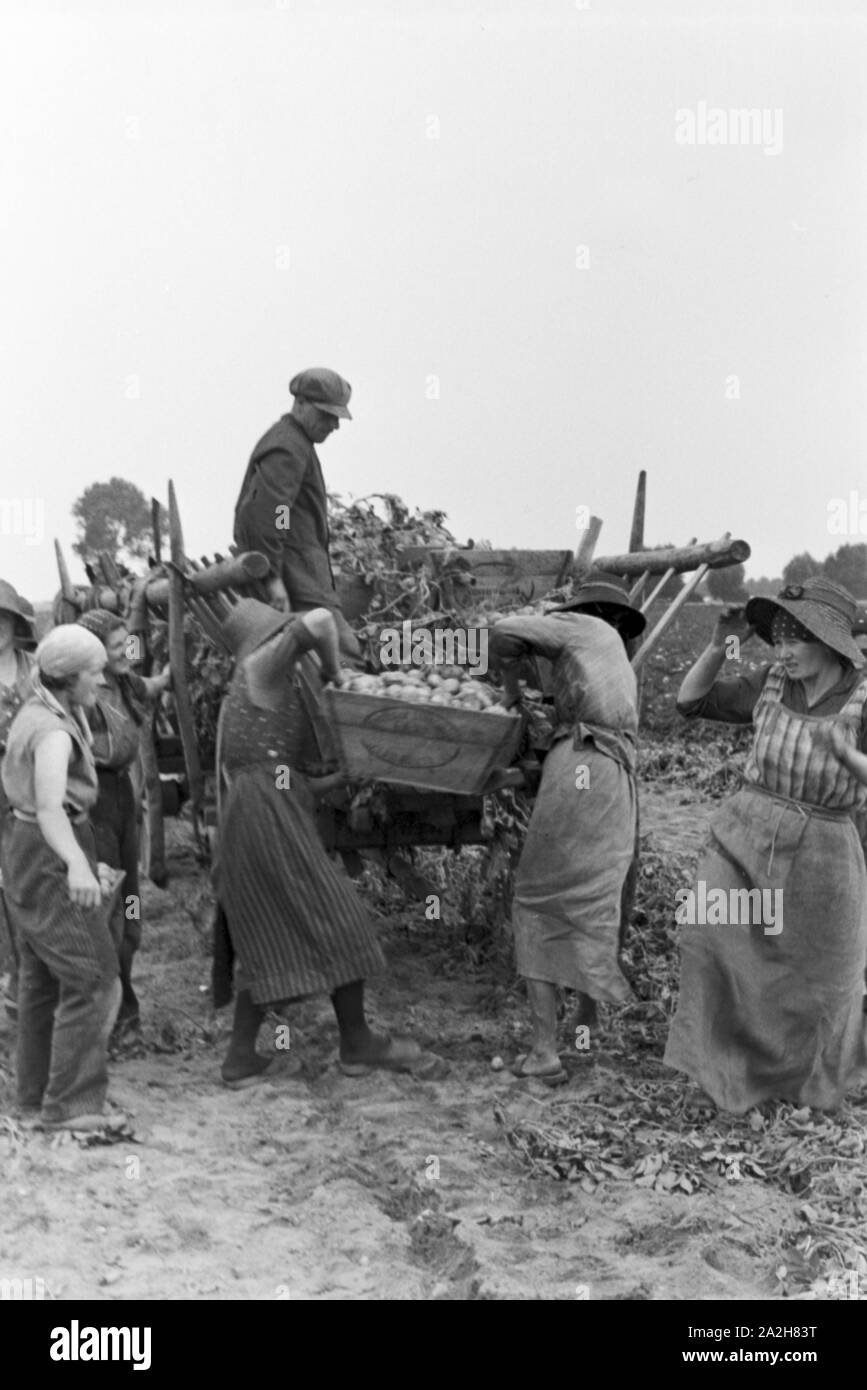 Eine im Regenanlage Kartoffelacker landwirtschaftlichen Einsatz bei einem 1930er Jahre, Deutschland. Un système de gicleurs dans son usage agricole à un champ de pommes de terre, de l'Allemagne des années 1930. Banque D'Images