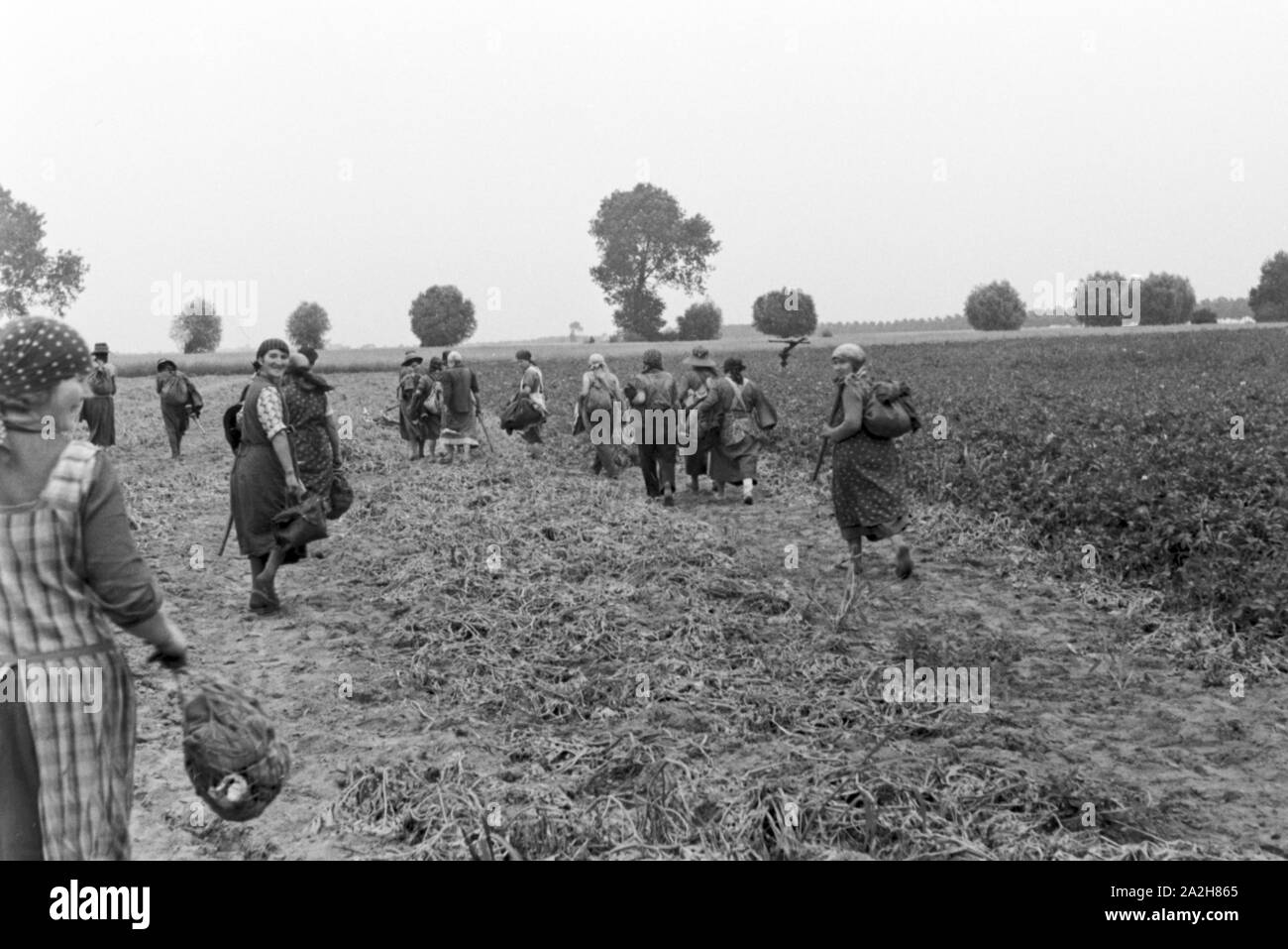 Eine im Regenanlage Kartoffelacker landwirtschaftlichen Einsatz bei einem 1930er Jahre, Deutschland. Un système de gicleurs dans son usage agricole à un champ de pommes de terre, de l'Allemagne des années 1930. Banque D'Images