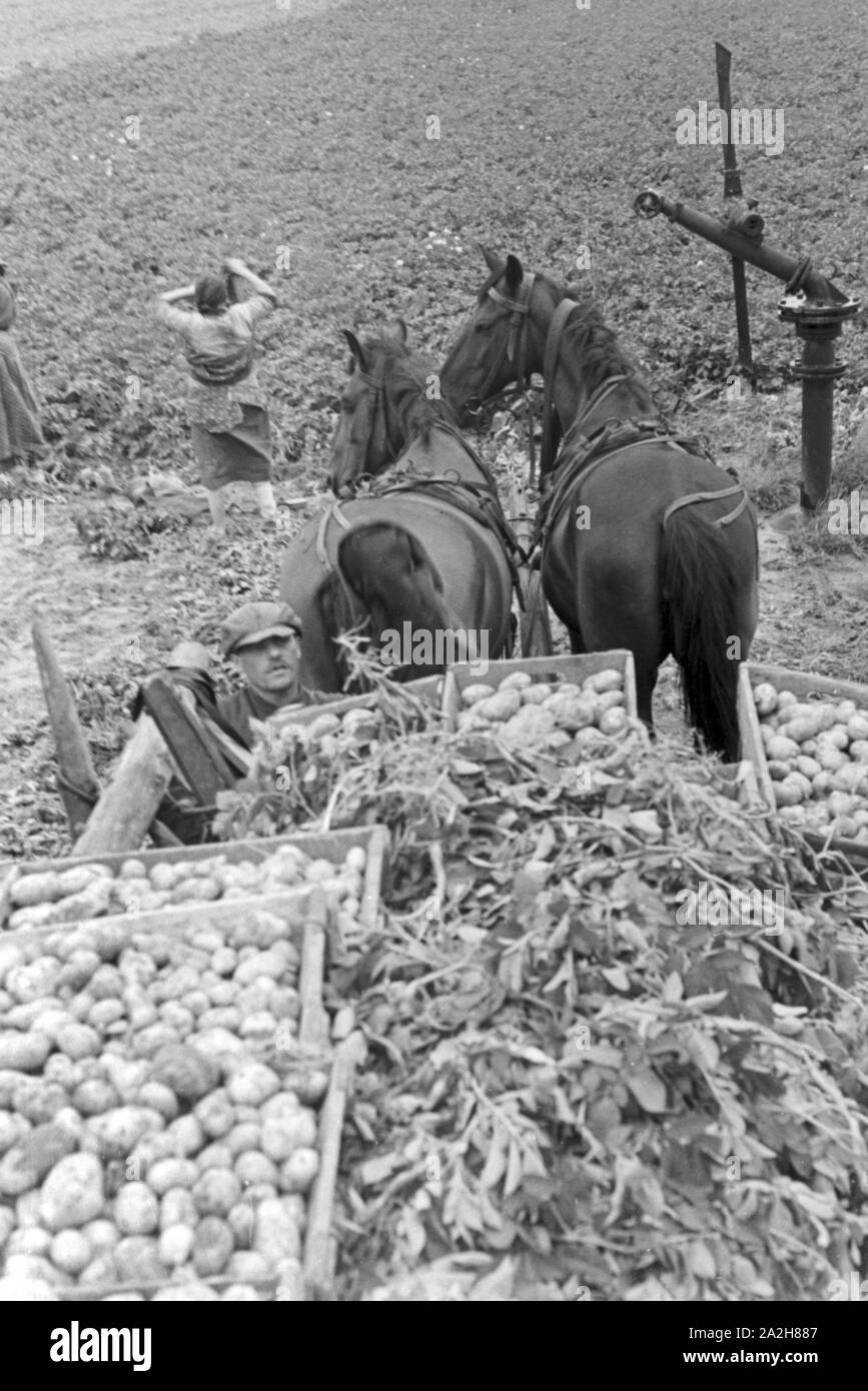 Eine im Regenanlage Kartoffelacker landwirtschaftlichen Einsatz bei einem 1930er Jahre, Deutschland. Un système de gicleurs dans son usage agricole à un champ de pommes de terre, de l'Allemagne des années 1930. Banque D'Images