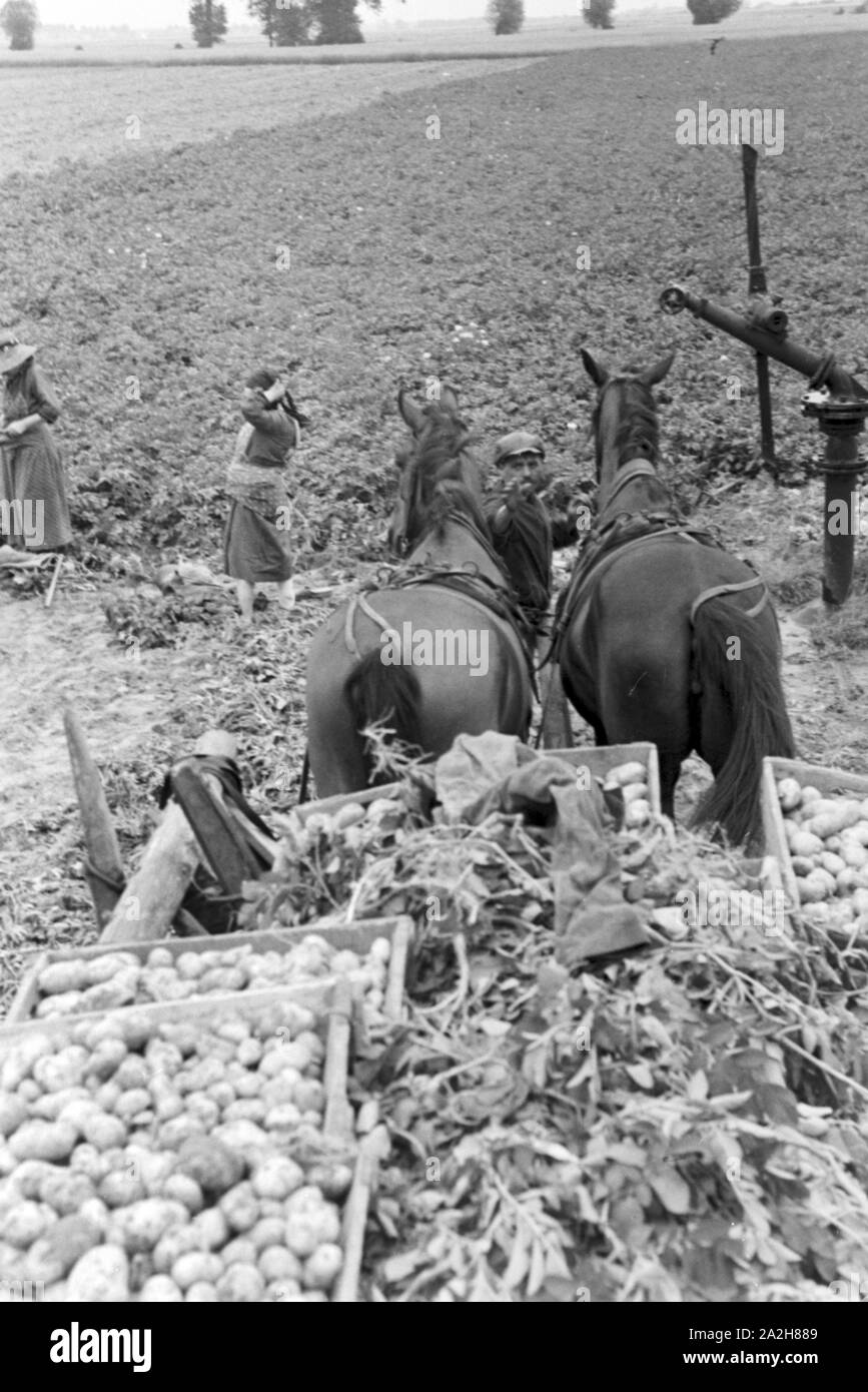 Eine im Regenanlage Kartoffelacker landwirtschaftlichen Einsatz bei einem 1930er Jahre, Deutschland. Un système de gicleurs dans son usage agricole à un champ de pommes de terre, de l'Allemagne des années 1930. Banque D'Images